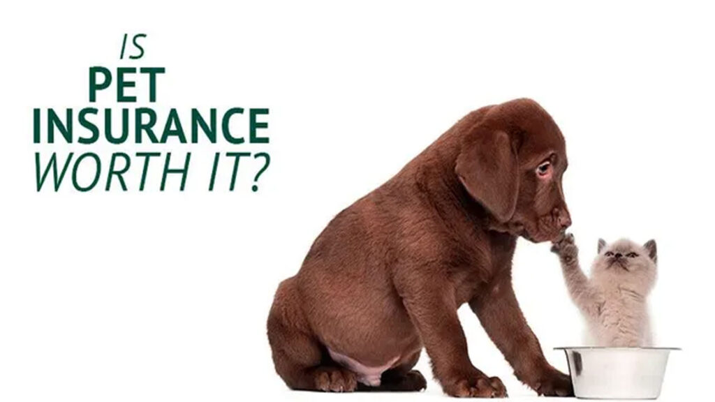 Insurance